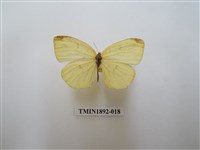 藏品(北黃蝶)的圖片